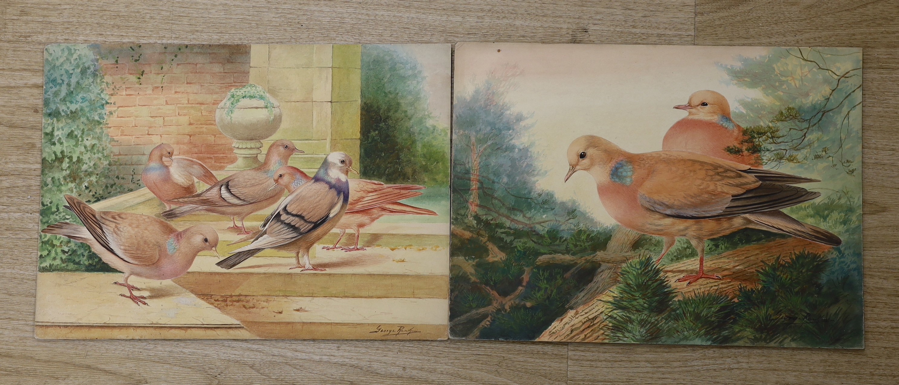 George Rankin (1864-1937), two watercolours, Studies of pigeons, signed, 27 x 37cm, unframed